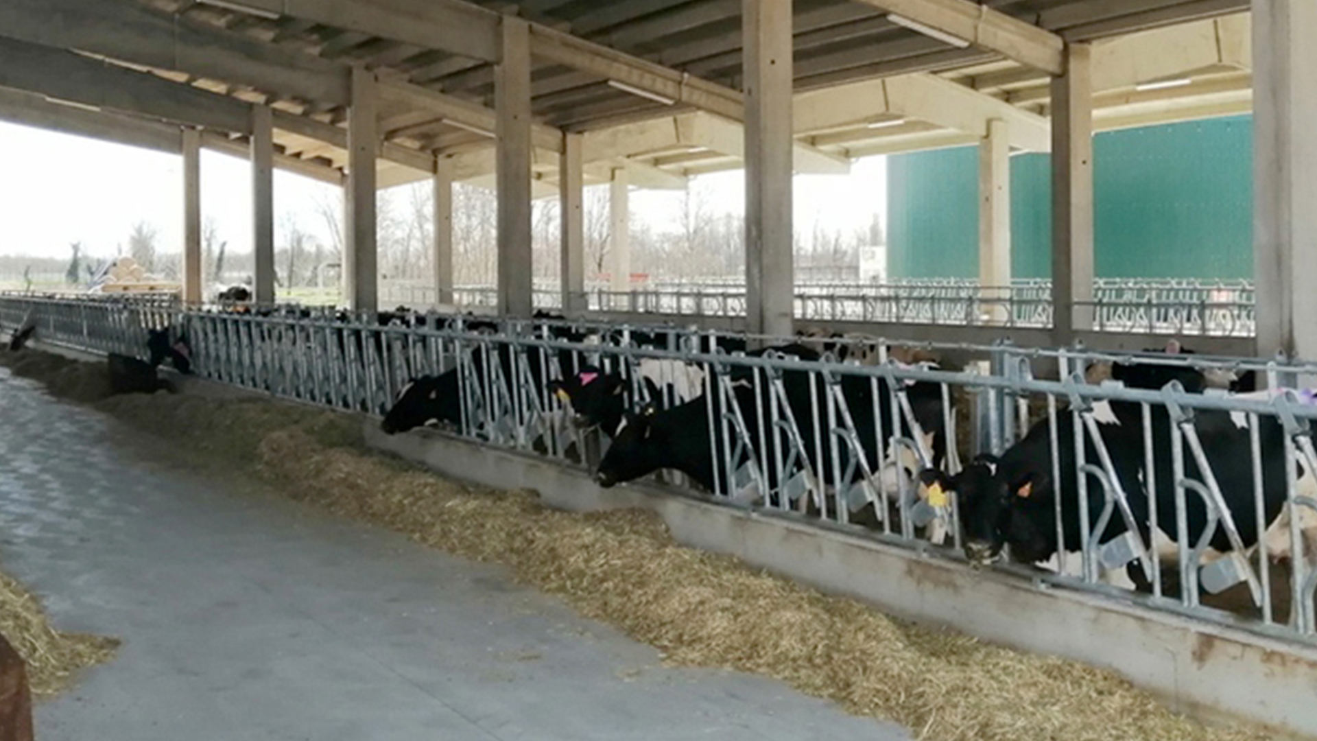 Rastrelliera per bovini adulti